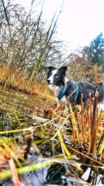 Dog on grass against trees