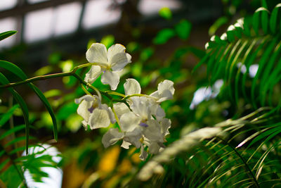 Close-up of flowers blooming outdoors