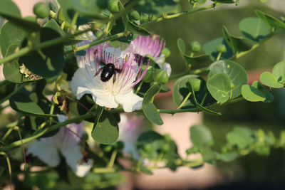 Insect on flower