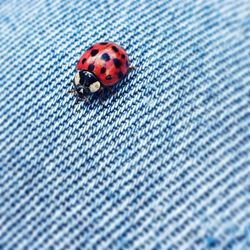 Close-up of ladybug on fabric