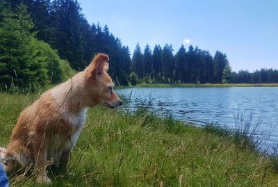 Dog on field by lake against sky