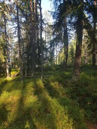 Trees growing in forest