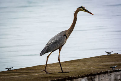 View of gray heron perching on wood against lake