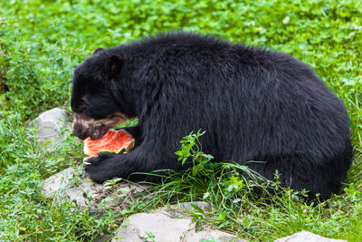 Close-up of black labrador on grass