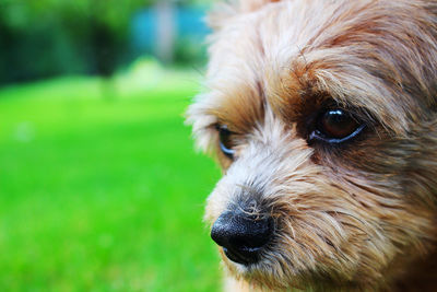 Close-up of dog looking away