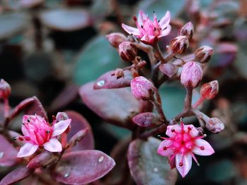 Close-up of pink cherry blossoms