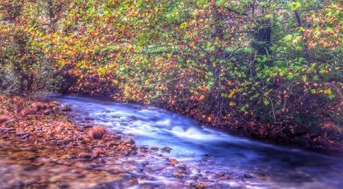 Stream flowing through forest