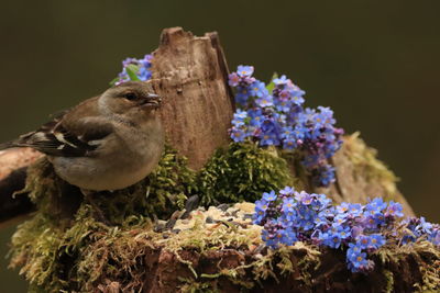 Don't forget the chaffinch