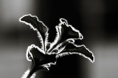 Close-up of white flower