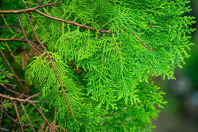 Close-up of pine tree