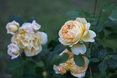 Close-up of white rose