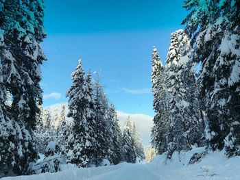 Snow covered trees against sky