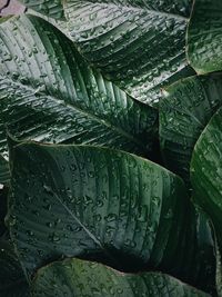 Full frame shot of wet leaves