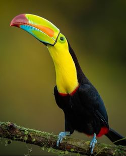 Close-up of bird perching on branch