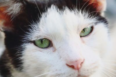 Close-up portrait of cat