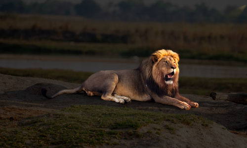 Lying male lion at riverside