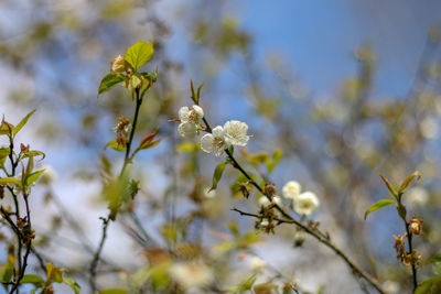 Close-up of white flowering plant