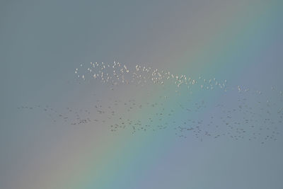 Low angle view of birds flying in sky