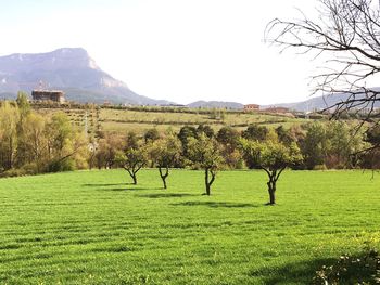 Scenic view of field against clear sky