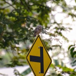 Low angle view of a sign on a tree