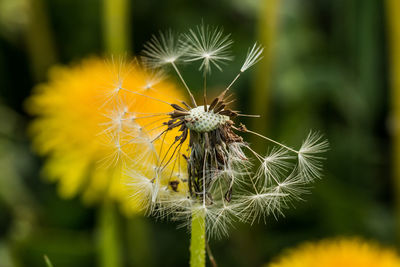 Close-up of dandelion