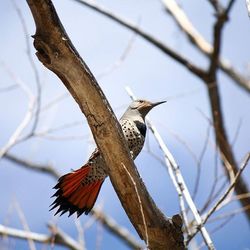 Low angle view of birds perching on branch