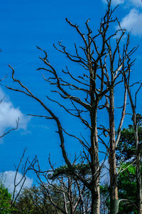 Low angle view of bare tree against blue sky