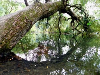 Close-up of tree in forest