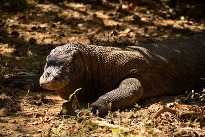 Side view of a reptile on field