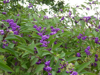 Close-up of purple flowers on tree