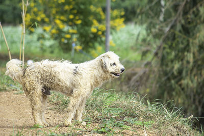 View of a dog looking away on field