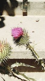 Close-up of cactus growing outdoors