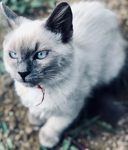 Close-up portrait of a cat