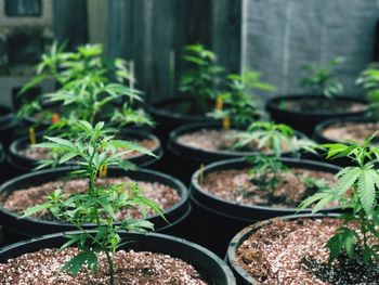 Close-up of potted plants