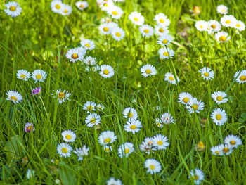 Flowers in meadow