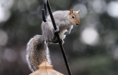 A garden squirrel climba a pole to get to a bird feeder