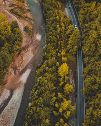 High angle view of trees