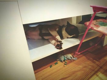 High angle view of cat resting on floor