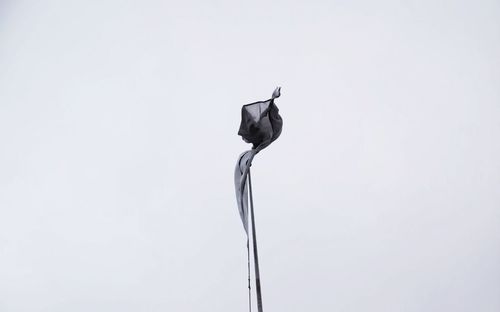 Close-up of bird perching on white background