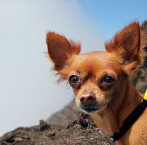 Close-up of dog