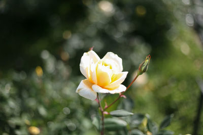 Close-up of white rose