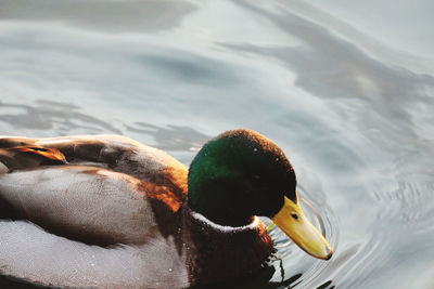 Close-up of duck swimming in lake