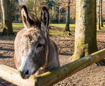 Close-up of donkey standing by railing on field