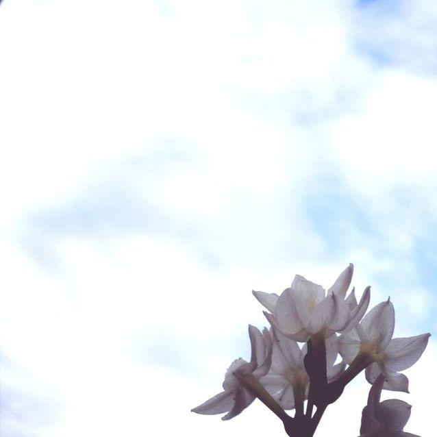 sky, low angle view, flower, white color, beauty in nature, growth, nature, cloud - sky, fragility, freshness, cloud, petal, day, outdoors, no people, plant, blooming, flower head, cloudy, white