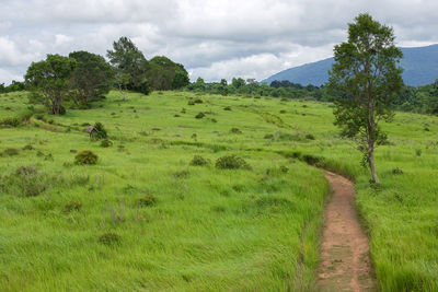 Green field and walking trail in khao yai national park, thailand