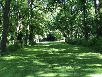 View of trees in park