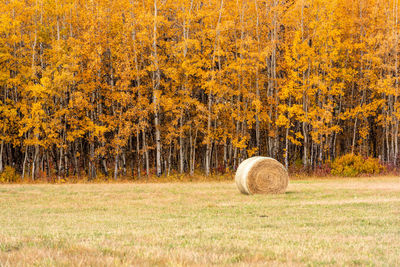 Hay bales in field