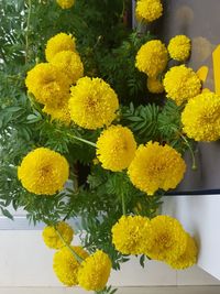 Close-up of yellow flowers blooming outdoors