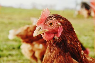 Close-up of a chicken