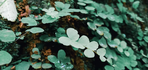 High angle view of plant